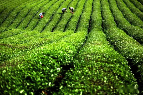 The Most Beautiful Tea Plantations in China